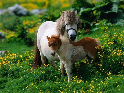 Ponis adorables en un campo de flores