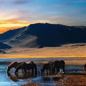 Caballos junto al agua al atardecer