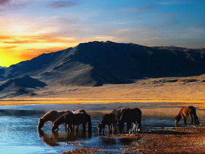 Caballos junto al agua al atardecer