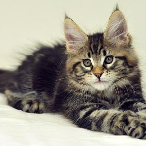 Adorable Gatito Maine Coon
