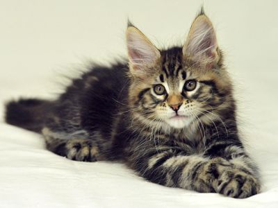 Adorable Gatito Maine Coon