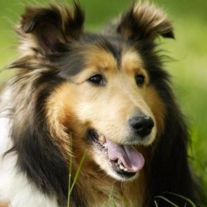 Perro Collie Adorable