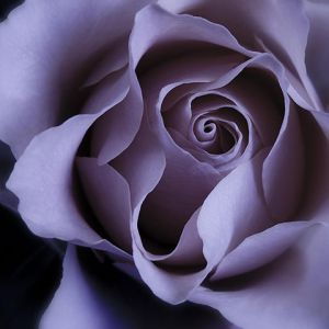Rosa Púrpura Acercada