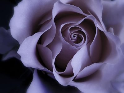 Rosa Púrpura Acercada
