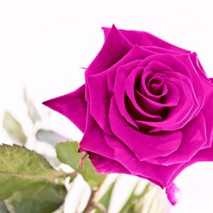 Rosa Rosa Vibrante