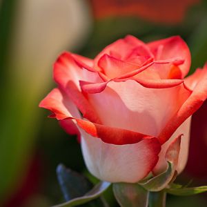 Hermosa Rosa Roja
