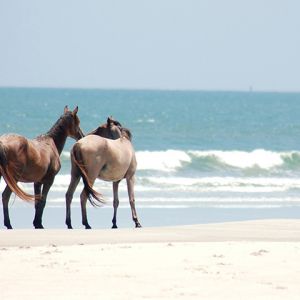 Caballos en la Playa