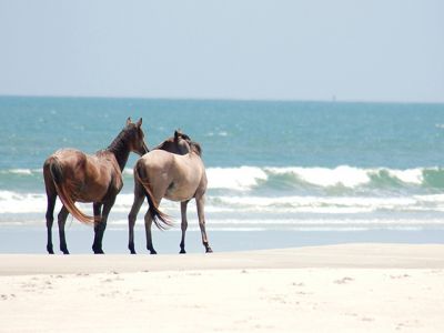 Caballos en la Playa