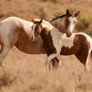 Hermosos Caballos en la Naturaleza