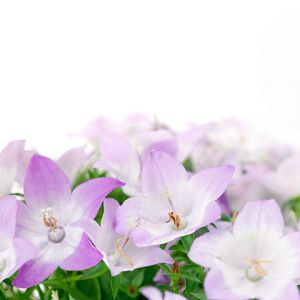 Hermosas Flores Moradas