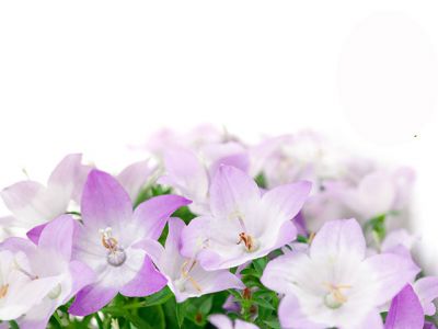 Hermosas Flores Moradas
