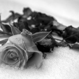 Rosa en Blanco y Negro