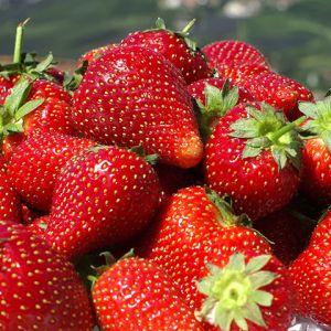 Fresas Frescas y Jugosas