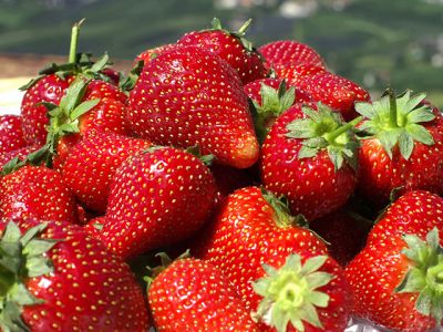 Fresas Frescas y Jugosas