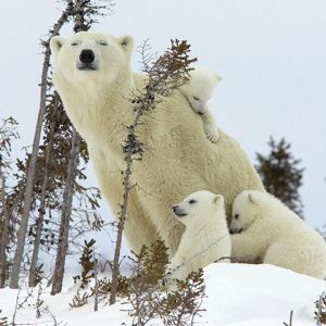Familia de Osos Polares en la Nieve