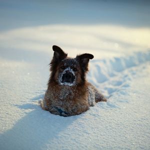 Perro en la Nieve