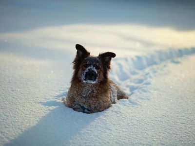 Perro en la Nieve