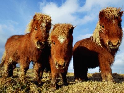 Caballos Miniatura Adorables