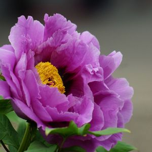 Hermosa Peonía Rosa