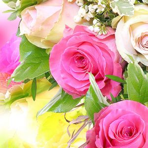 Hermosas Rosas Rosadas