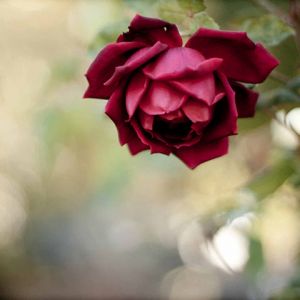 Hermosa Rosa Roja
