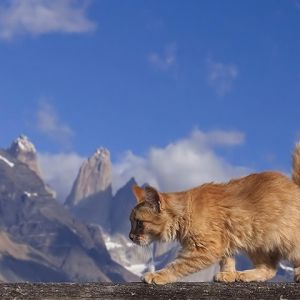 Gato en paisaje montañoso