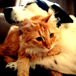 Perro y Gato Abrazados