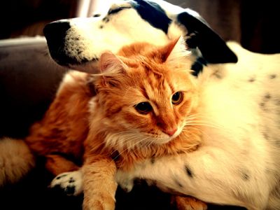 Perro y Gato Abrazados