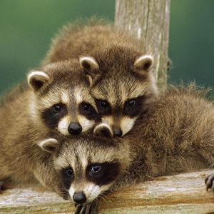 Familia de mapaches adorables