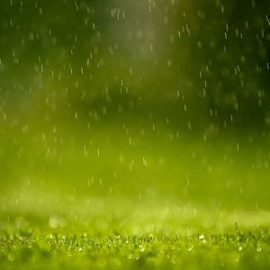 Lluvia en el Césped Verde