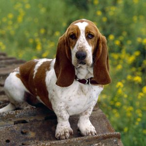 Basset Hound en la Naturaleza
