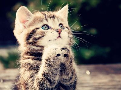 Gatito Adorable Rezando