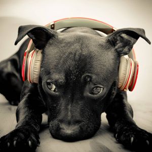 Perro lindo con auriculares