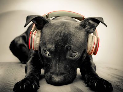 Perro lindo con auriculares