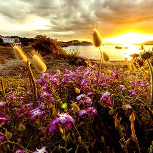 Atardecer sobre Campos de Flores