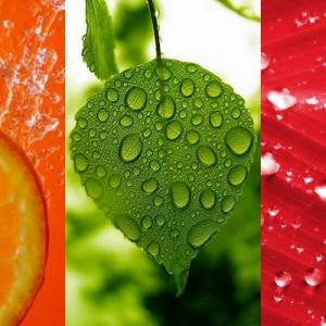 Frutas y Hojas Frescas