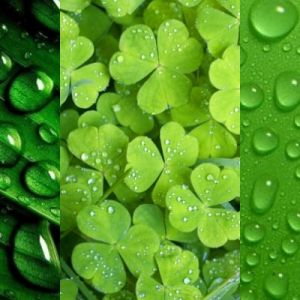 Patrones Naturales Verdes