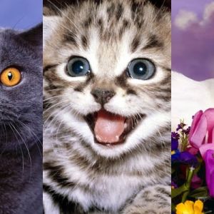 Colección de Gatos Lindos