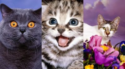 Colección de Gatos Lindos