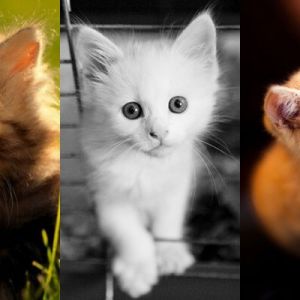 Colección de Gatitos Lindos