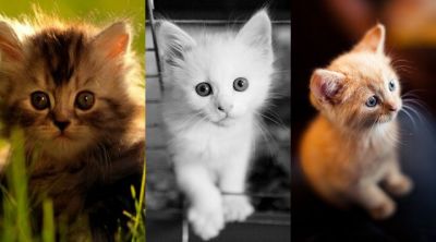 Colección de Gatitos Lindos