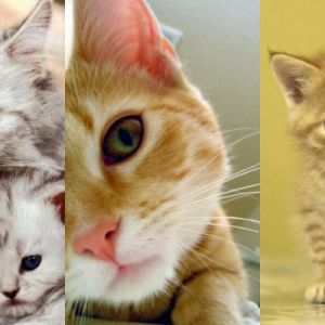 Gatos y Gatitos Lindos