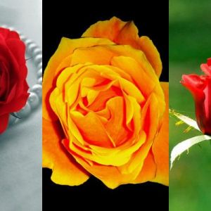 Hermosas Rosas en Flor
