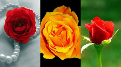 Hermosas Rosas en Flor