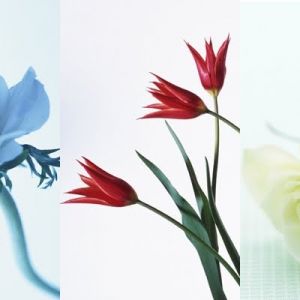 Arreglo Floral Elegante
