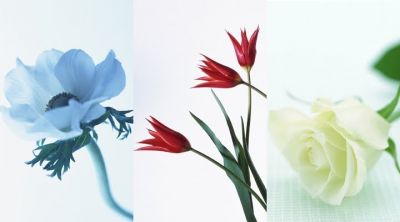 Arreglo Floral Elegante