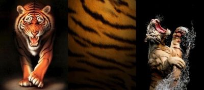 Feroz Tigre Fondo de Pantalla