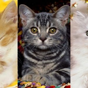 Colección de Gatitos Lindos
