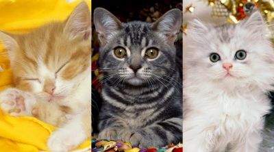 Colección de Gatitos Lindos