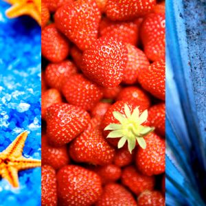Estrellas de Mar y Fresas